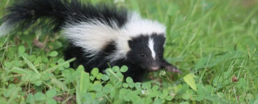 17 Natural Ways to Get Rid of Skunks