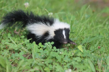 17 Natural Ways to Get Rid of Skunks