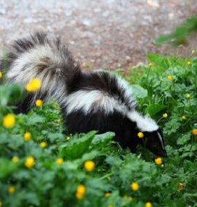 17 Natural Ways to Get Rid of Skunks