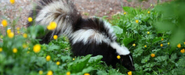 17 Natural Ways to Get Rid of Skunks