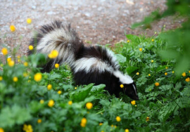17 Natural Ways to Get Rid of Skunks