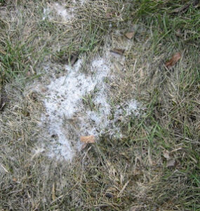 11 Natural Ways to Get Rid of Snow Mold