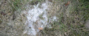 11 Natural Ways to Get Rid of Snow Mold