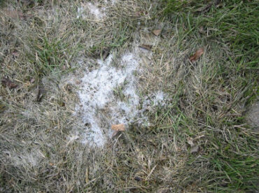 11 Natural Ways to Get Rid of Snow Mold