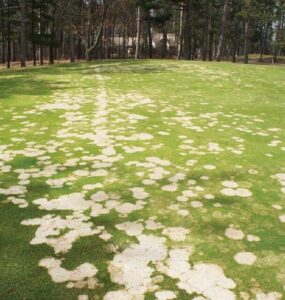 11 Natural Ways to Get Rid of Snow Mold