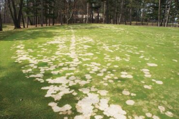 11 Natural Ways to Get Rid of Snow Mold