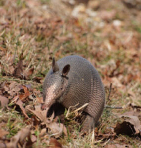 17 Natural Ways to Get Rid of Armadillos