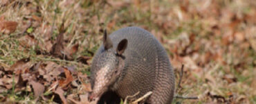 17 Natural Ways to Get Rid of Armadillos