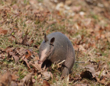 17 Natural Ways to Get Rid of Armadillos
