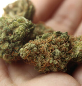 Germinating Autoflower Seeds in Soil: Basic Guide