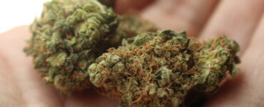 Germinating Autoflower Seeds in Soil: Basic Guide