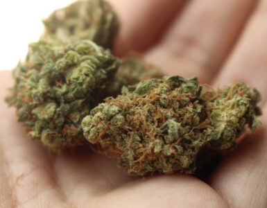 Germinating Autoflower Seeds in Soil: Basic Guide