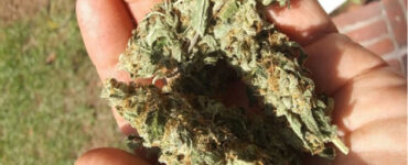 Germinating Autoflower Seeds in Soil: Basic Guide