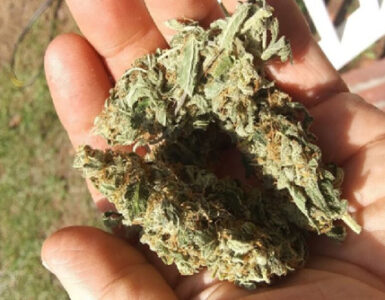 Germinating Autoflower Seeds in Soil: Basic Guide