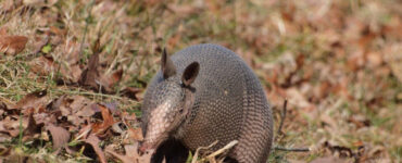 17 Natural Ways to Get Rid of Armadillos