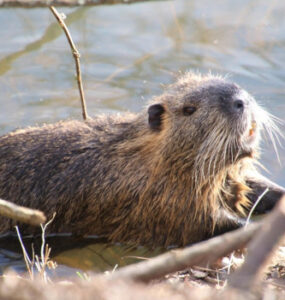 13 Natural Ways to Get Rid of Beavers