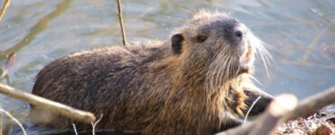 13 Natural Ways to Get Rid of Beavers