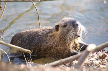 13 Natural Ways to Get Rid of Beavers