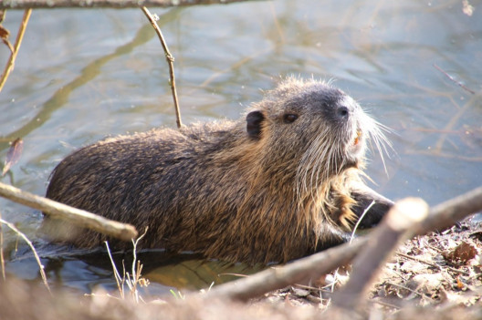 13 Natural Ways to Get Rid of Beavers