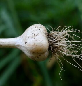 Good and Bad Garlic Companion Plants