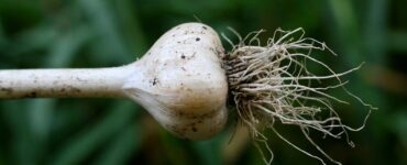 Good and Bad Garlic Companion Plants