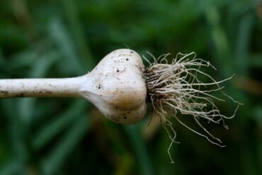 Good and Bad Garlic Companion Plants