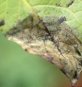 11 Natural Ways to Treat and Prevent Late Blight