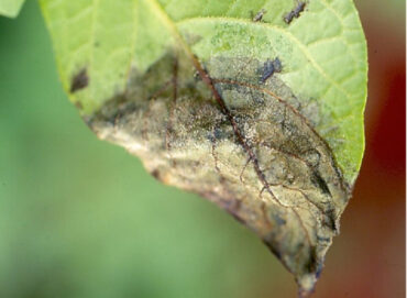 11 Natural Ways to Treat and Prevent Late Blight