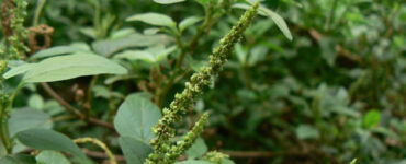 17 Trap Crops for Vegetable Gardens