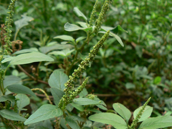 17 Trap Crops for Vegetable Gardens