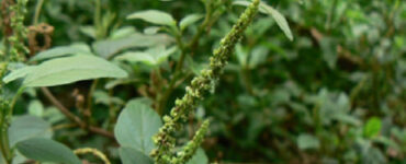 17 Trap Crops for Vegetable Gardens