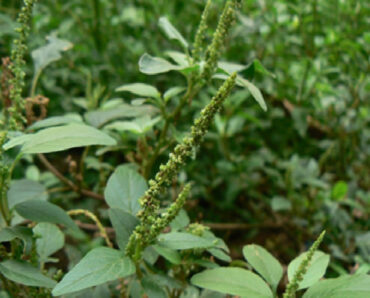 17 Trap Crops for Vegetable Gardens