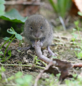 13 Natural Ways to Get Rid of Voles