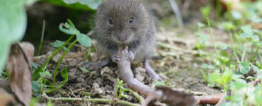 13 Natural Ways to Get Rid of Voles