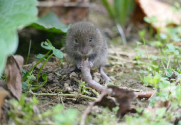 13 Natural Ways to Get Rid of Voles