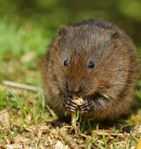 12 Natural Ways to Get Rid of Voles