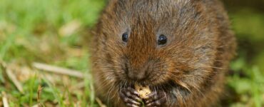 12 Natural Ways to Get Rid of Voles