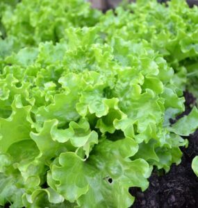 Good and Bad Lettuce Companion Plants