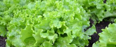 Good and Bad Lettuce Companion Plants