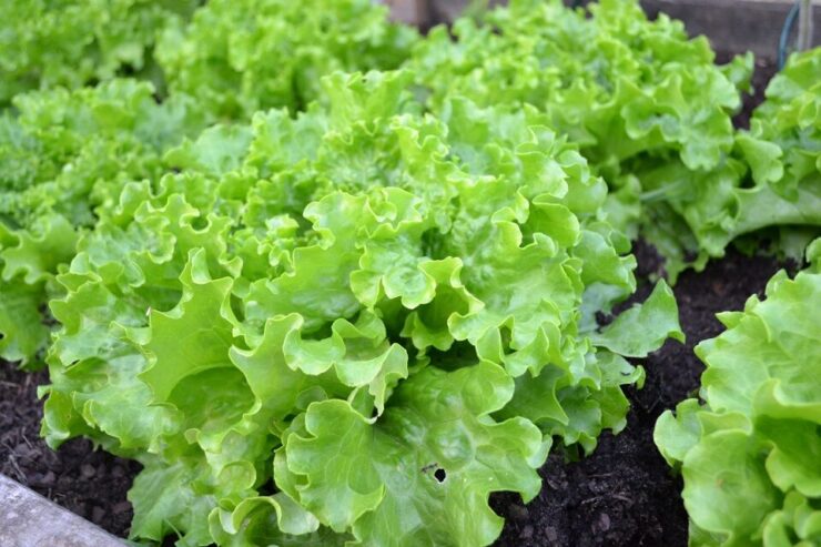 Good and Bad Lettuce Companion Plants