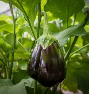 Good and Bad Eggplant Companion Plants