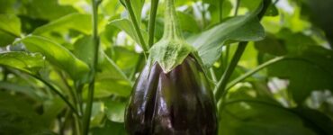 Good and Bad Eggplant Companion Plants