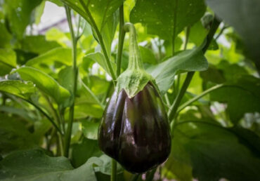 Good and Bad Eggplant Companion Plants