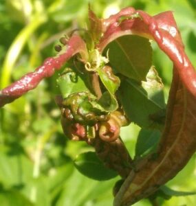 12 Natural Ways to Get Rid of Leaf Curl