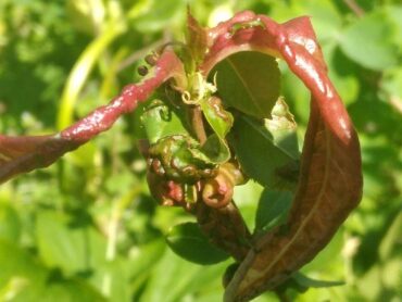 12 Natural Ways to Get Rid of Leaf Curl