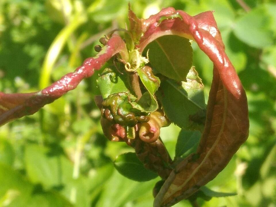 12 Natural Ways to Get Rid of Leaf Curl