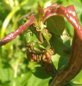 12 Natural Ways to Get Rid of Leaf Curl