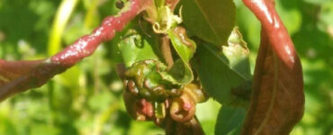 12 Natural Ways to Get Rid of Leaf Curl