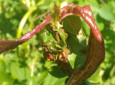 12 Natural Ways to Get Rid of Leaf Curl