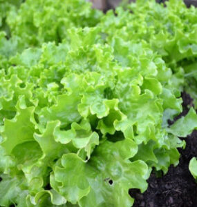 Good and Bad Lettuce Companion Plants
